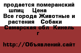 продается померанский шпиц  › Цена ­ 35 000 - Все города Животные и растения » Собаки   . Самарская обл.,Кинель г.